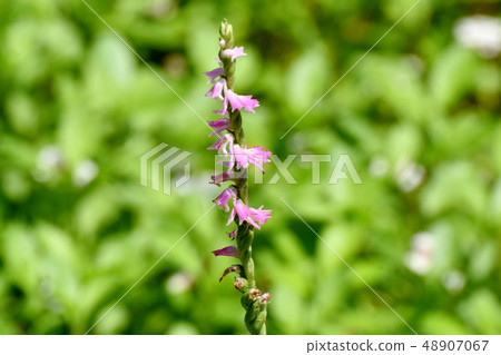 開花在三鷹中原的桃紅色螺紋燃燒器 開花在三鷹中原的桃紅色螺紋燃燒器 48907067