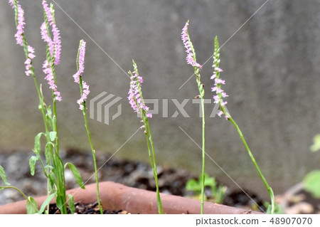 開花在三鷹中原的桃紅色螺紋燃燒器 開花在三鷹中原的桃紅色螺紋燃燒器 48907070