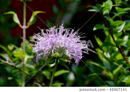 Thin pink monalda blooming in Mitaka Nakahara 48907141