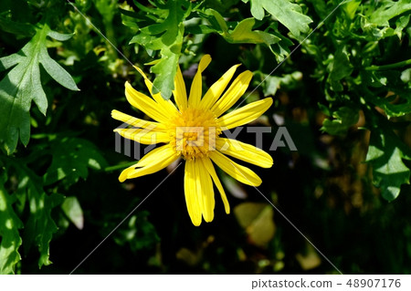 Yellow margaret cosmos blooming in Mitaka Nakahara Yellow margaret cosmos blooming in Mitaka Nakahara 48907176