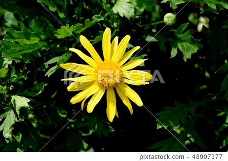 Yellow margaret cosmos blooming in Mitaka Nakahara 48907177
