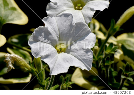White Petunia blooming in Mitaka Nakahara 48907268
