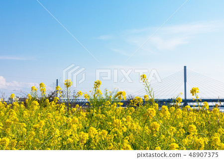 (Tokyo-cityscape) Rape blossoms and blue sky and Kiyosa Ohashi 3 (Tokyo-cityscape) Rape blossoms and blue sky and Kiyosa Ohashi 3 48907375