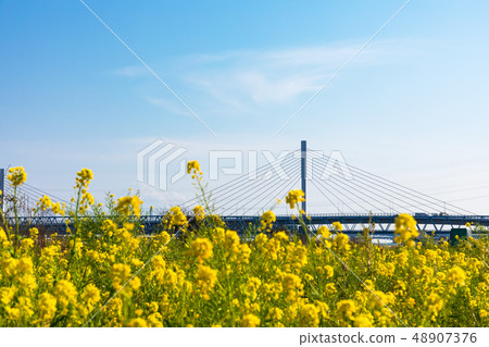 (Tokyo-cityscape) rape blossoms and blue sky and clear sand bridge 2 (Tokyo-cityscape) rape blossoms and blue sky and clear sand bridge 2 48907376