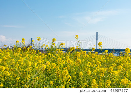 (Tokyo-cityscape) Rape blossoms and blue sky and Kiyosa Ohashi 1 48907377
