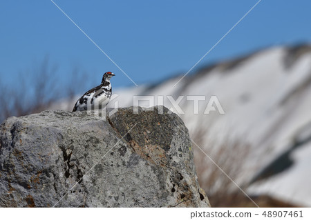 Ptarmigan 48907461