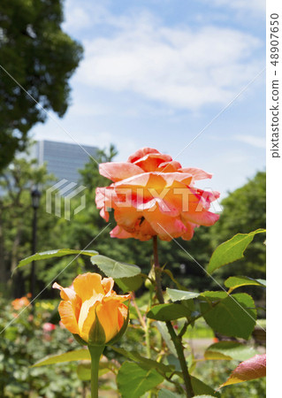 Hibiya Park Rose blooming in the first flower bed Hibiya Park Rose blooming in the first flower bed 48907650