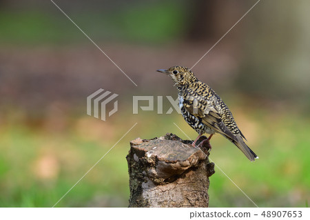 Tratumegi Tratumegi 48907653