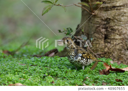 Tratumegi Tratumegi 48907655