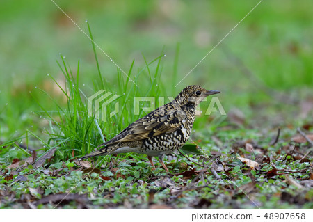 Tratumegi Tratumegi 48907658