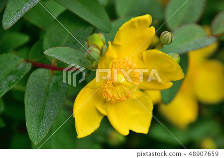 Yellow flower kinshibai blooming in spring Yellow flower kinshibai blooming in spring 48907659