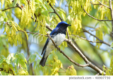 Oorli Oorli 48907730