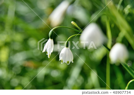 Snowflake Snowflake 48907734