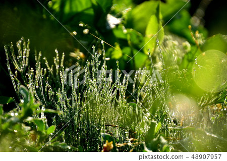 Weed bathing in morning dew 48907957