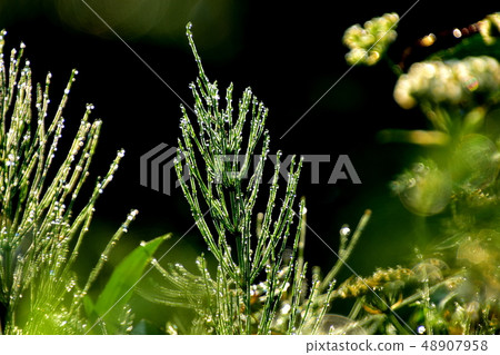 Weed bathing in morning dew Weed bathing in morning dew 48907958