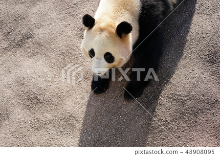 giant panda 48908095
