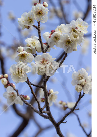 Plum forest Plum forest 48908234