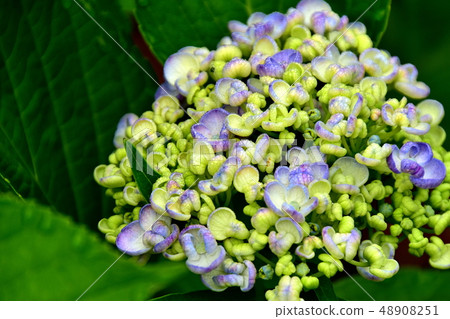 Flower hydrangea that matches the rainy season 48908251