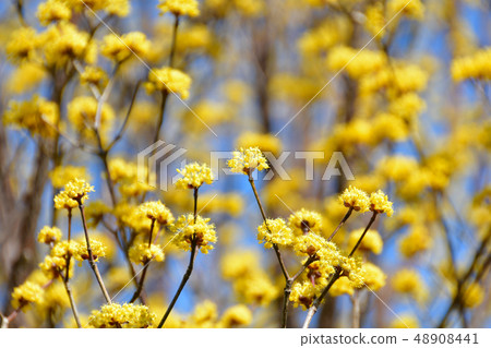 Sangyu flowers 48908441