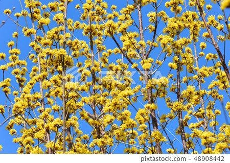 Sangyu flowers 48908442