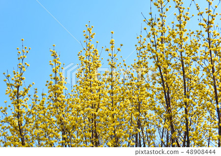 桑玉花 48908444