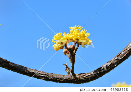 Sangyu flowers 48908518