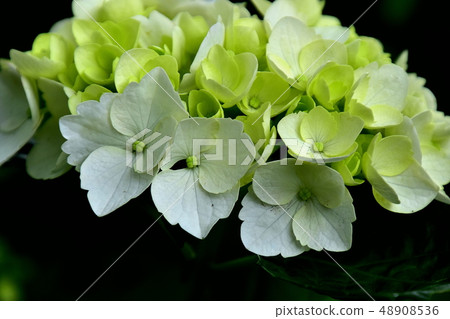 Flower hydrangea that matches the rainy season Flower hydrangea that matches the rainy season 48908536