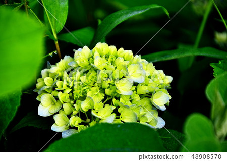 Flower hydrangea that matches the rainy season 48908570