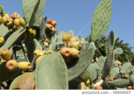 仙人掌 仙人掌 48908697