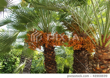 發芽水果 48908699