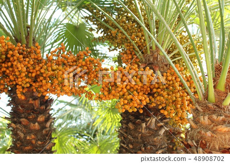 發芽水果 48908702