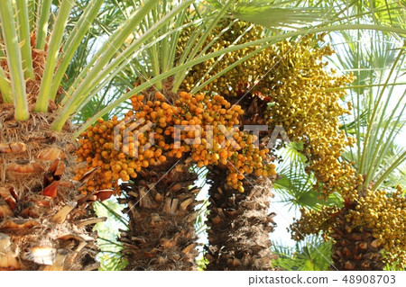 發芽水果 48908703