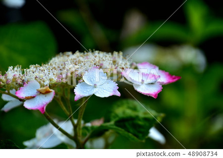 Flower hydrangea that matches the rainy season 48908734