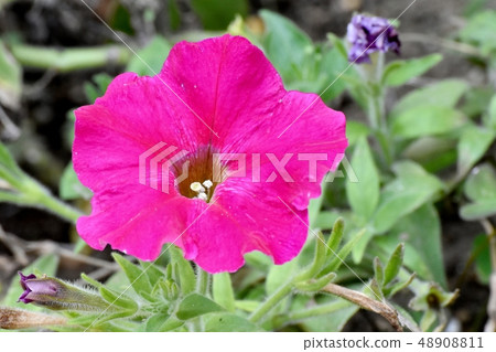 開花在三鷹中原的紅色喇叭花 48908811