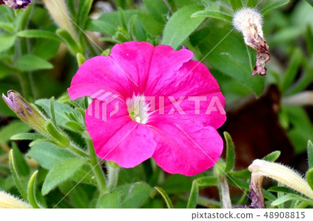 開花在三鷹中原的紅色喇叭花 開花在三鷹中原的紅色喇叭花 48908815
