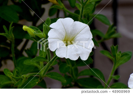 開花在三鷹中原的白色喇叭花 48908969