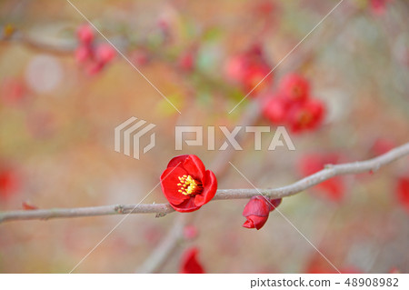 模糊的鮮花 48908982
