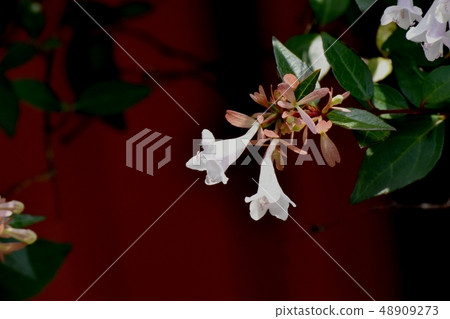 開花在三鷹中原的稀薄的桃紅色aberria 開花在三鷹中原的稀薄的桃紅色aberria 48909273