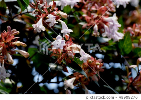 開花在三鷹中原的稀薄的桃紅色aberria 48909276