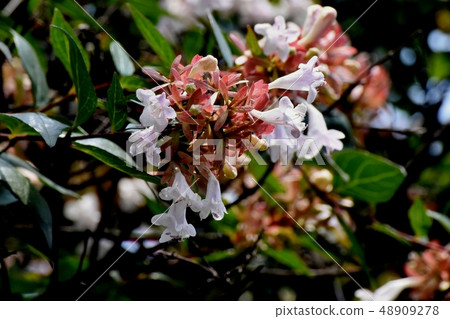 開花在三鷹中原的稀薄的桃紅色aberria 48909278