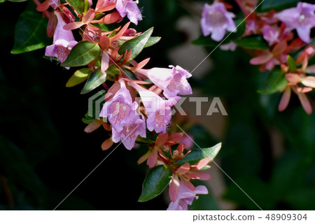 Thin pink aberria blooming in Mitaka Nakahara Thin pink aberria blooming in Mitaka Nakahara 48909304