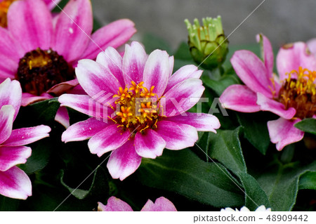 桃紅色和白色開花在三鷹中原 48909442