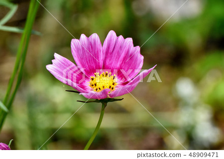 開花在三鷹中原的桃紅色波斯菊 開花在三鷹中原的桃紅色波斯菊 48909471
