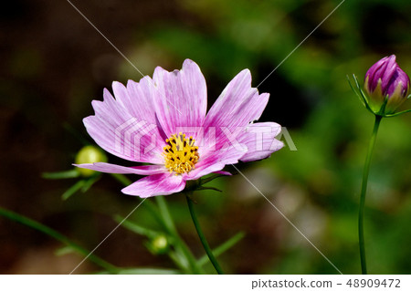 開花在三鷹中原的桃紅色波斯菊 開花在三鷹中原的桃紅色波斯菊 48909472