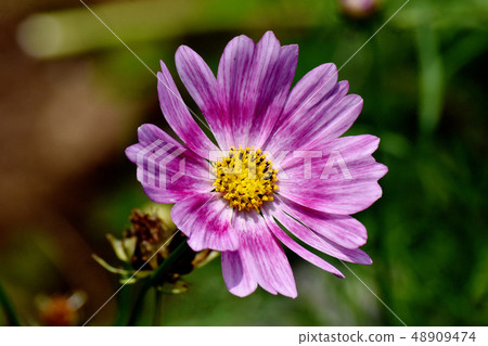 開花在三鷹中原的桃紅色波斯菊 48909474