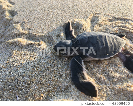 Release sea turtle to the sea Release sea turtle to the sea 48909490