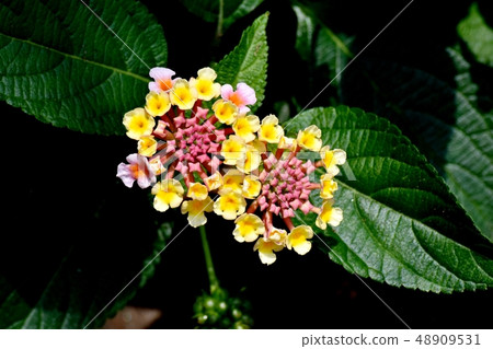 在三鷹中原（Citihenga）開花的馬纓丹 48909531