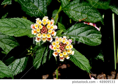 在三鷹中原（Citihenga）開花的馬纓丹 48909533