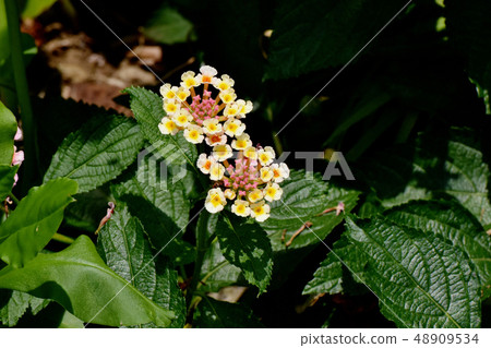 Lantana blooming in Mitaka Nakahara (Citihenga) 48909534