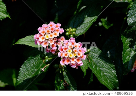 Lantana blooming in Mitaka Nakahara (Citihenga) Lantana blooming in Mitaka Nakahara (Citihenga) 48909536